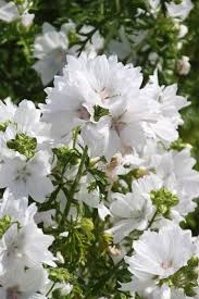 Attēlu rezultāti vaicājumam “Malva moschata alba”