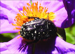 Attēlu rezultāti vaicājumam “Oxythyrea funesta”