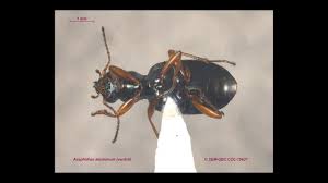 Attēlu rezultāti vaicājumam “Asaphidion pallipes”