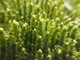 Attēlu rezultāti vaicājumam “Calliergonella lindbergii”