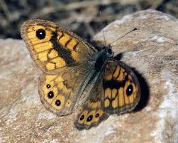 Attēlu rezultāti vaicājumam “Lasiommata megera male”