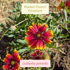 Image result for Gaillardia pulchella