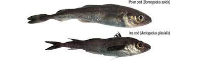 Image result for Arctogadus glacialis