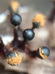 Attēlu rezultāti vaicājumam “Metatrichia floriformis”