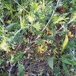 Attēlu rezultāti vaicājumam “Potentilla argentea fruit”