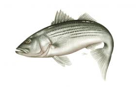 Image result for Morone saxatilis