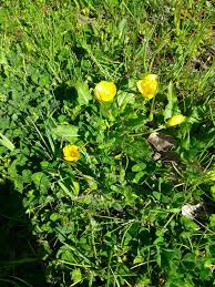 Attēlu rezultāti vaicājumam “Ranunculus cassubicus bud”