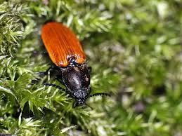 Attēlu rezultāti vaicājumam “Anostirus castaneus”