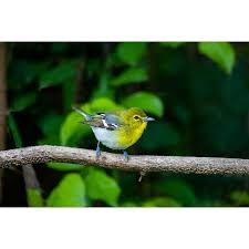 Image result for Vireo flavifrons