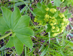 Attēlu rezultāti vaicājumam “Alchemilla vulgaris aggr. flower”