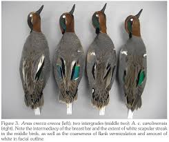 Attēlu rezultāti vaicājumam “Anas crecca”