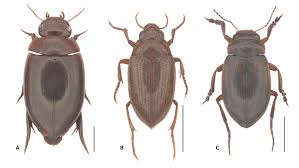 Attēlu rezultāti vaicājumam “Colymbetes striatus”