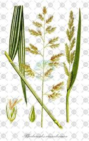 Attēlu rezultāti vaicājumam “Phalaroides arundinacea”