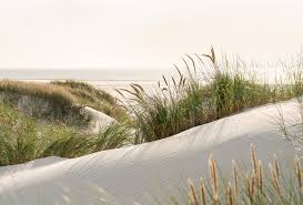 Image result for cesarskie