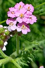 Attēlu rezultāti vaicājumam “Achillea salicifolia flower”