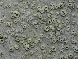 Attēlu rezultāti vaicājumam “Thelotrema lepadinum”