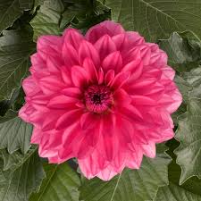 Image result for Dahlia hybrid.