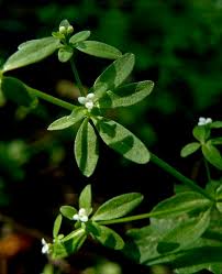 Attēlu rezultāti vaicājumam “Galium trifidum”