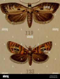 Attēlu rezultāti vaicājumam “Dichelia histrionana”