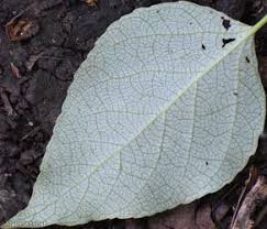 Attēlu rezultāti vaicājumam “Populus x berolinensis”