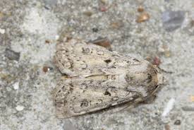 Attēlu rezultāti vaicājumam “Agrotis ripae”