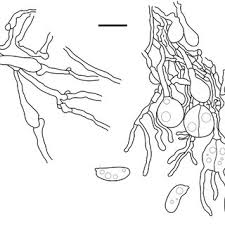 Attēlu rezultāti vaicājumam “Exidia cartilaginea”
