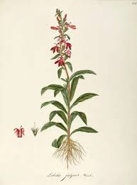 Attēlu rezultāti vaicājumam “Lobeliaceae”