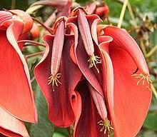 Attēlu rezultāti vaicājumam “Leguminosae”