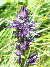 Attēlu rezultāti vaicājumam “Swertia perennis flower”