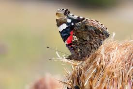 Attēlu rezultāti vaicājumam “Vanessa atalanta upperside”