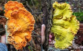 Attēlu rezultāti vaicājumam “Laetiporus sulphureus”