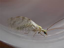 Attēlu rezultāti vaicājumam “Hemerobius perelegans”