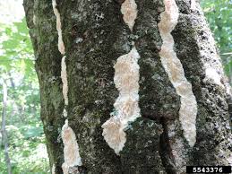 Attēlu rezultāti vaicājumam “Irpex lacteus”