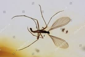 Attēlu rezultāti vaicājumam “Mycetophilidae”