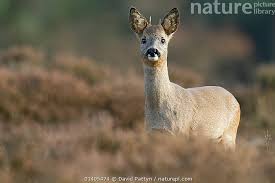 Attēlu rezultāti vaicājumam “Capreolus capreolus”