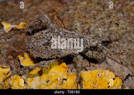 Attēlu rezultāti vaicājumam “Reduvius personatus”