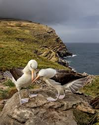 Image result for Thalassarche melanophris