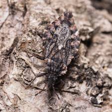 Attēlu rezultāti vaicājumam “Aradus betulae”