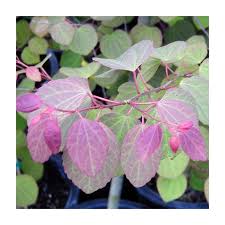 Attēlu rezultāti vaicājumam “Cercidiphyllum japonicum fruit”