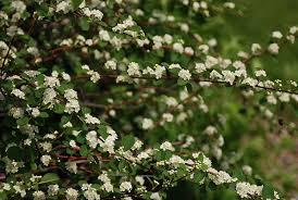 Attēlu rezultāti vaicājumam “Cotoneaster multiflorus leaf”