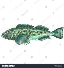 Image result for Ophiodon elongatus