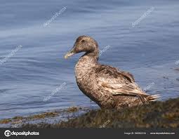 Attēlu rezultāti vaicājumam “Somateria mollissima juvenile”