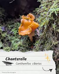 Attēlu rezultāti vaicājumam “Cantharellus cibarius”