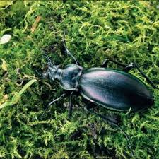Attēlu rezultāti vaicājumam “Carabus cancellatus”