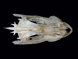 Image result for Lutjanus synagris