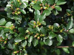 Attēlu rezultāti vaicājumam “Cotoneaster divaricatus”