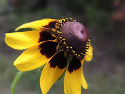 Attēlu rezultāti vaicājumam “Rudbeckia hirta var. pulcherrima”