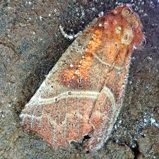 Attēlu rezultāti vaicājumam “Scoliopteryx libatrix”