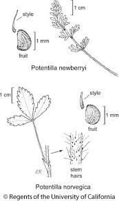 Attēlu rezultāti vaicājumam “Potentilla norvegica leaf”