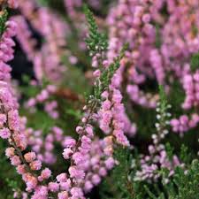 Attēlu rezultāti vaicājumam “Calluna vulgaris”